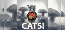 CATS!