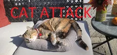 Cat Attack RPG